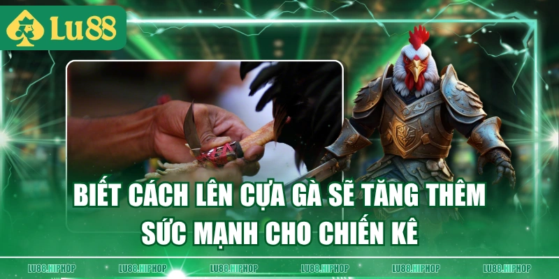 Biết cách lên cựa gà sẽ tăng thêm sức mạnh cho chiến kê