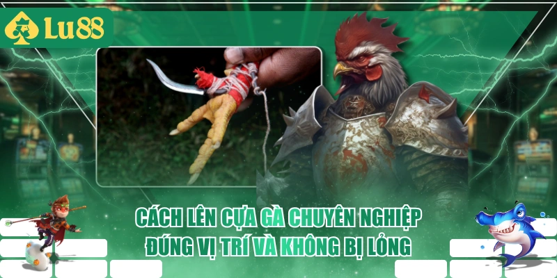 Cách Lên Cựa Gà Chuyên Nghiệp Đúng Vị Trí Và Không Bị Lỏng