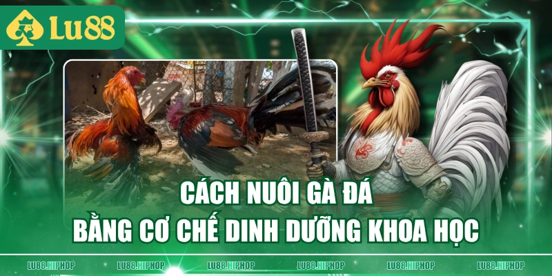 Cách nuôi gà đá bằng cơ chế dinh dưỡng khoa học