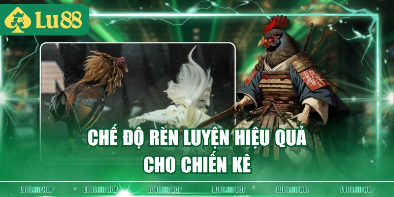 Chế độ rèn luyện hiệu quả cho chiến kê