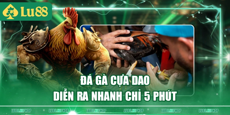 Đá gà cựa dao diễn ra nhanh chỉ 5 phút