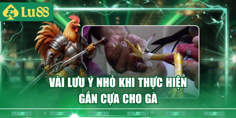 Vài lưu ý nhỏ khi thực hiện gắn cựa cho gà