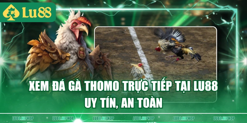 Xem đá gà Thomo trực tiếp tại LU88 uy tín, an toàn